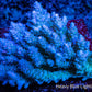 Ultra Grade Acropora Wild Colony WYSIWYG Ultra Grade Acropora Wild Colony WYSIWYG SPS Ultra Grade Acropora Wild Colony WYSIWYG Zeo Box Reef