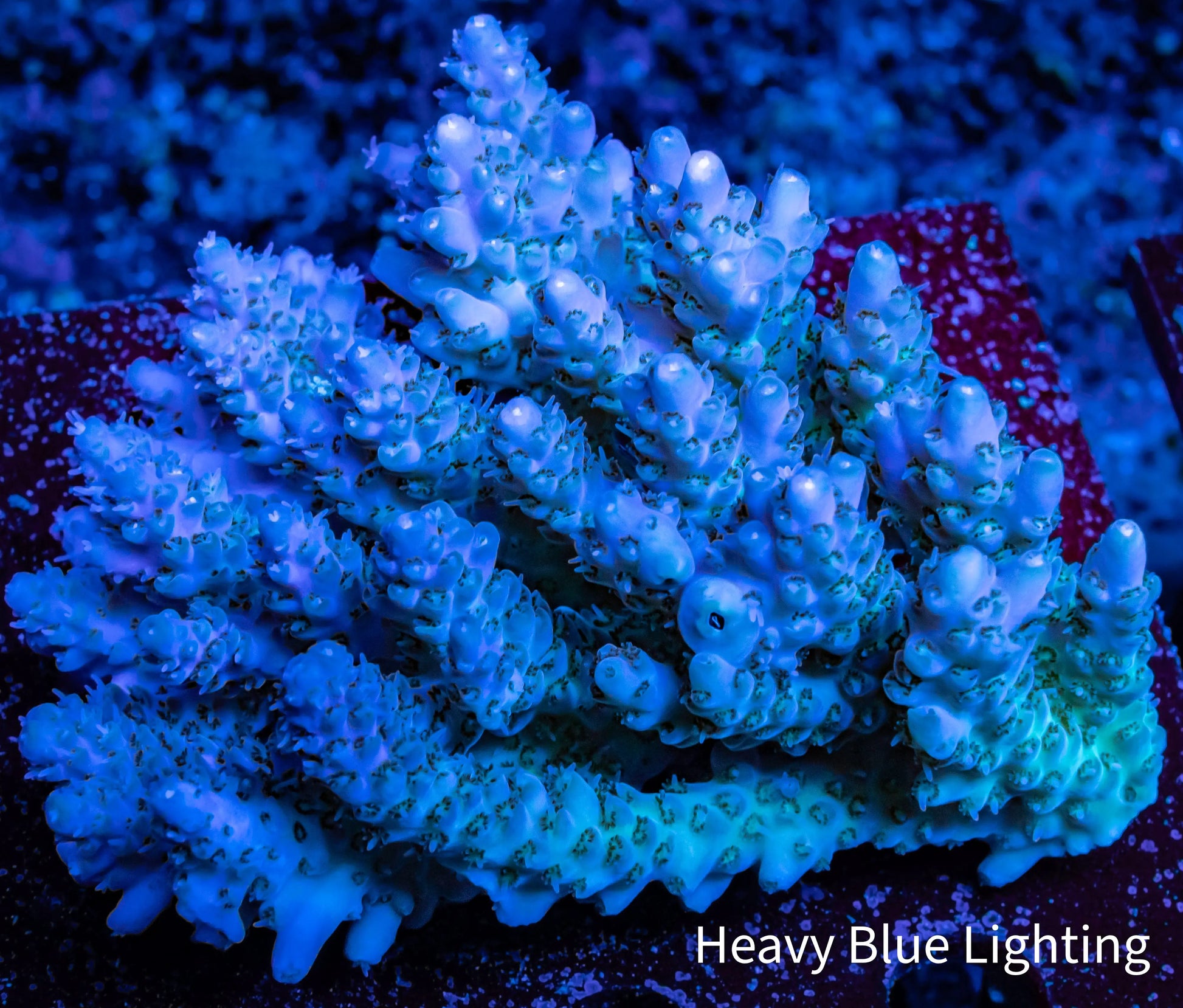 Ultra Grade Acropora Wild Colony WYSIWYG Ultra Grade Acropora Wild Colony WYSIWYG SPS Ultra Grade Acropora Wild Colony WYSIWYG Zeo Box Reef