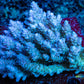 Ultra Grade Acropora Wild Colony WYSIWYG Ultra Grade Acropora Wild Colony WYSIWYG SPS Ultra Grade Acropora Wild Colony WYSIWYG Zeo Box Reef