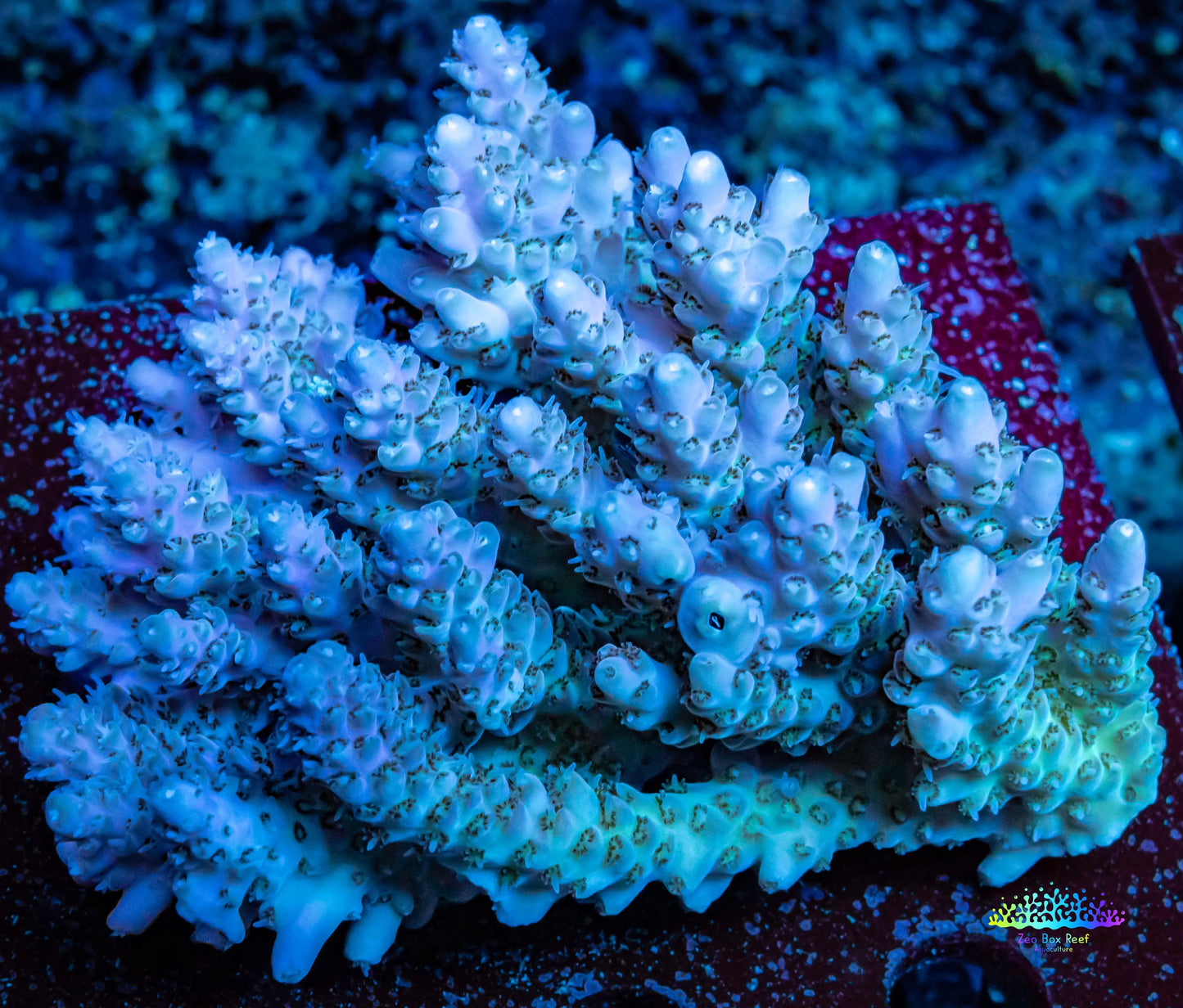 Ultra Grade Acropora Wild Colony WYSIWYG Ultra Grade Acropora Wild Colony WYSIWYG SPS Ultra Grade Acropora Wild Colony WYSIWYG Zeo Box Reef