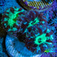 Ultra Green Blue Purple Blastomussa Frag WYSIWYG F2R4B2 Ultra Green Blue Purple Blastomussa Frag WYSIWYG F2R4B2 LPS Ultra Green Blue Purple Blastomussa Frag WYSIWYG F2R4B2 Zeo Box Reef