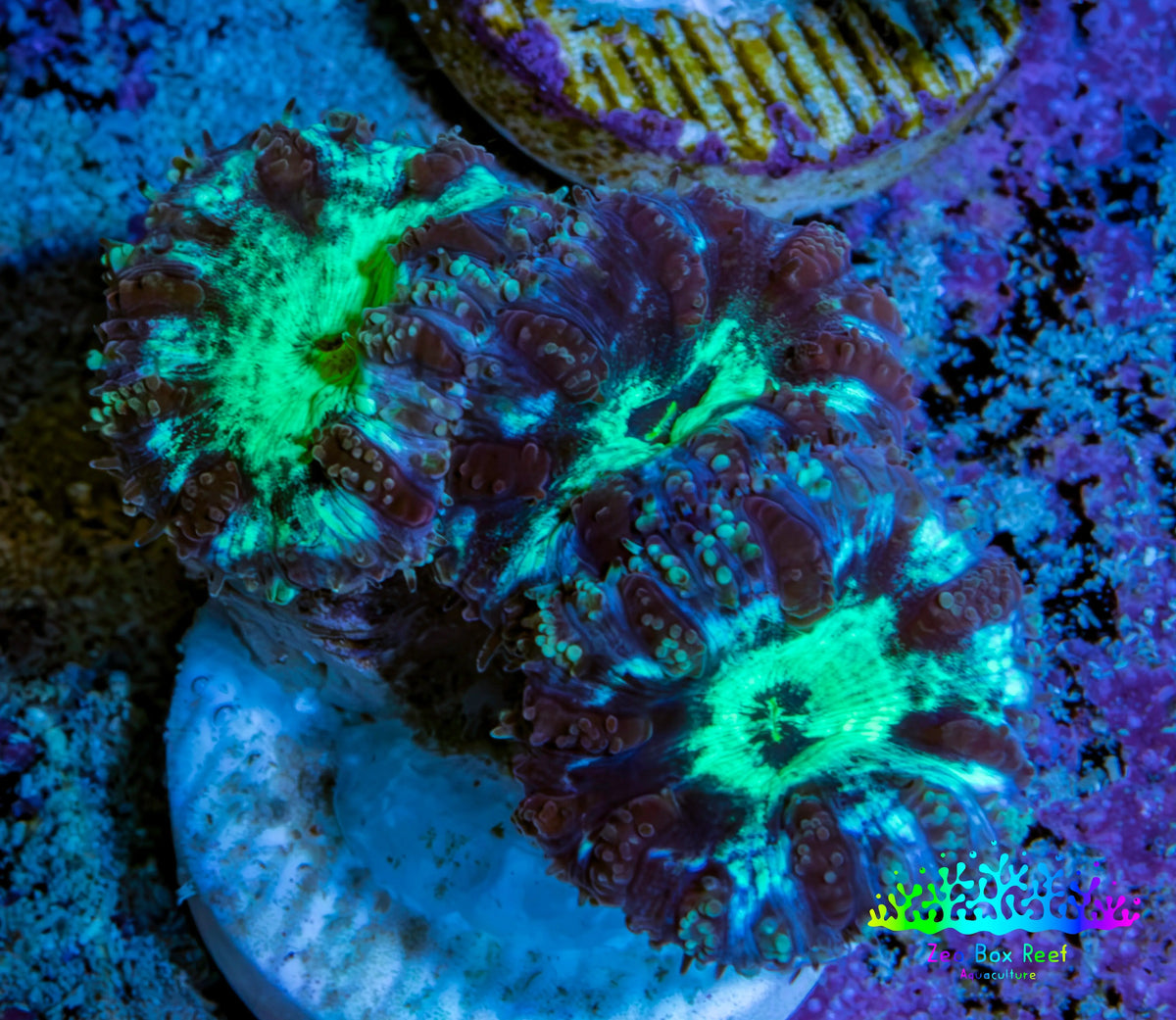 Ultra Green Blue Purple Blastomussa Frag WYSIWYG F2R4B2 Ultra Green Blue Purple Blastomussa Frag WYSIWYG F2R4B2 LPS Ultra Green Blue Purple Blastomussa Frag WYSIWYG F2R4B2 Zeo Box Reef