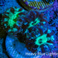 Ultra Green Blue Purple Blastomussa Frag WYSIWYG F2R4B2 Ultra Green Blue Purple Blastomussa Frag WYSIWYG F2R4B2 LPS Ultra Green Blue Purple Blastomussa Frag WYSIWYG F2R4B2 Zeo Box Reef