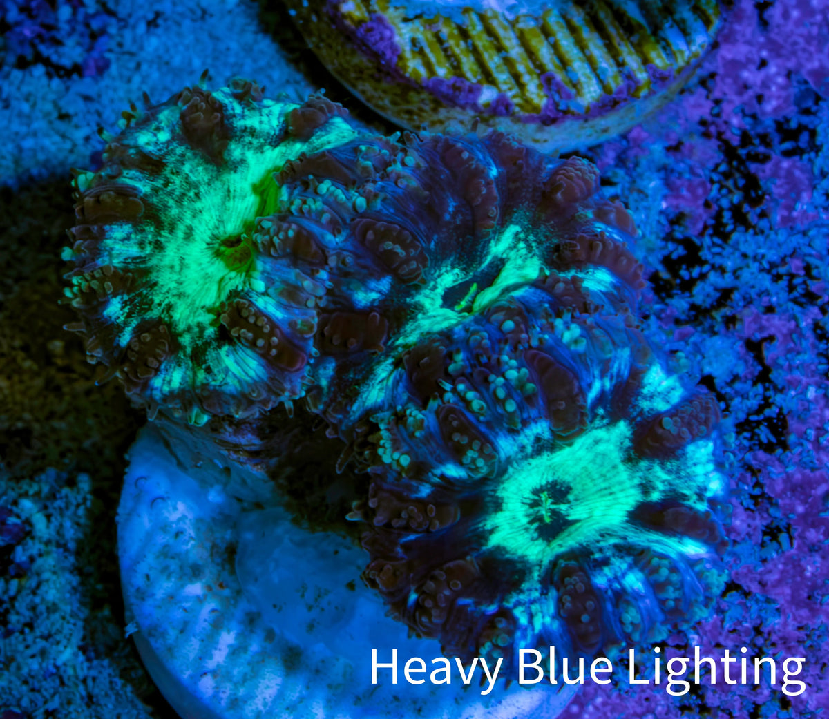 Ultra Green Blue Purple Blastomussa Frag WYSIWYG F2R4B2 Ultra Green Blue Purple Blastomussa Frag WYSIWYG F2R4B2 LPS Ultra Green Blue Purple Blastomussa Frag WYSIWYG F2R4B2 Zeo Box Reef