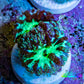 Ultra Green Blue Purple Blastomussa Frag WYSIWYG F3R4B2 Ultra Green Blue Purple Blastomussa Frag WYSIWYG F3R4B2 LPS Ultra Green Blue Purple Blastomussa Frag WYSIWYG F3R4B2 Zeo Box Reef