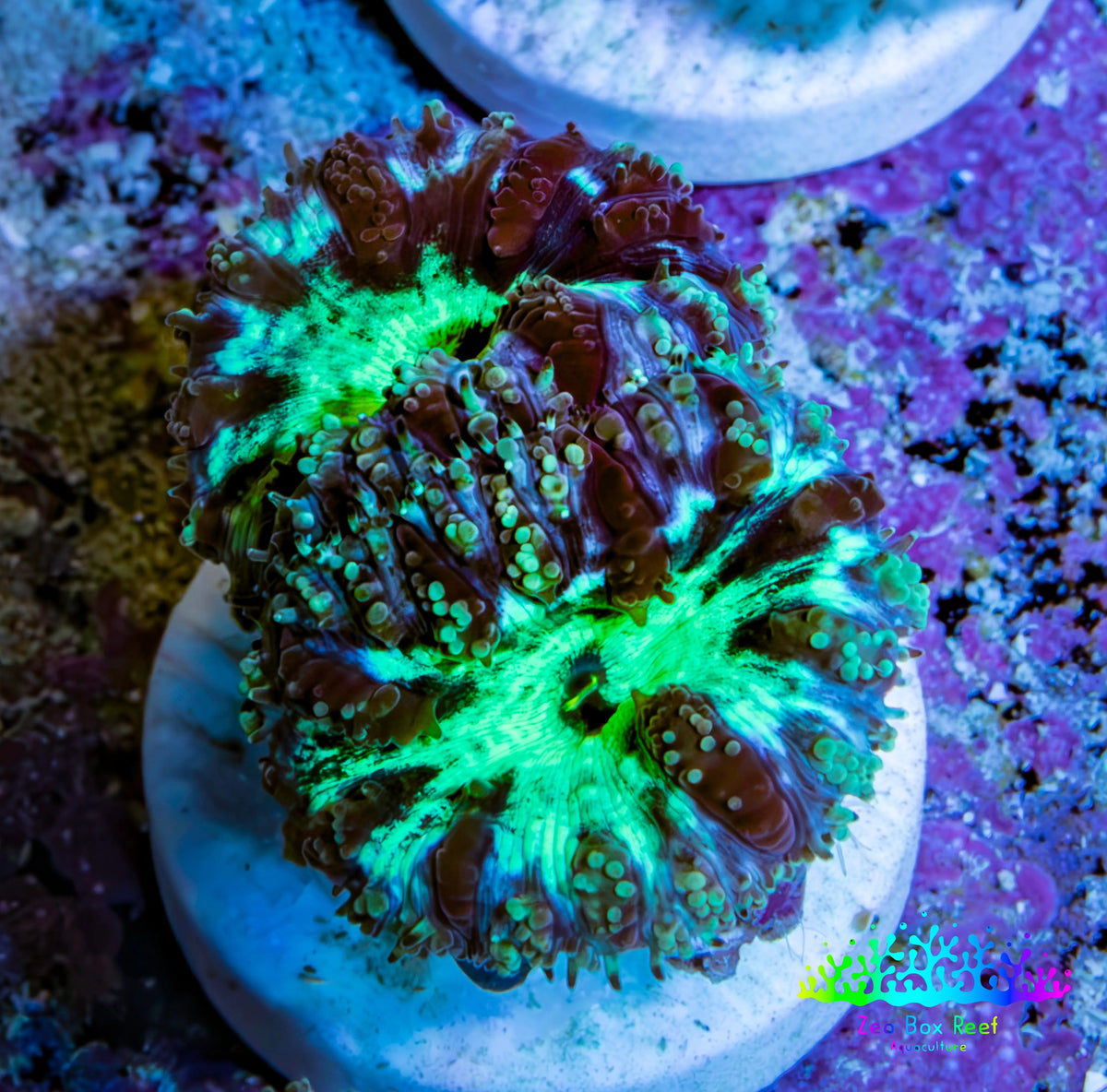 Ultra Green Blue Purple Blastomussa Frag WYSIWYG F3R4B2 Ultra Green Blue Purple Blastomussa Frag WYSIWYG F3R4B2 LPS Ultra Green Blue Purple Blastomussa Frag WYSIWYG F3R4B2 Zeo Box Reef