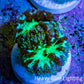 Ultra Green Blue Purple Blastomussa Frag WYSIWYG F3R4B2 Ultra Green Blue Purple Blastomussa Frag WYSIWYG F3R4B2 LPS Ultra Green Blue Purple Blastomussa Frag WYSIWYG F3R4B2 Zeo Box Reef
