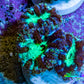 Ultra Green Blue Purple Blastomussa Frag WYSIWYG F4R4B2 Ultra Green Blue Purple Blastomussa Frag WYSIWYG F4R4B2 LPS Ultra Green Blue Purple Blastomussa Frag WYSIWYG F4R4B2 Zeo Box Reef
