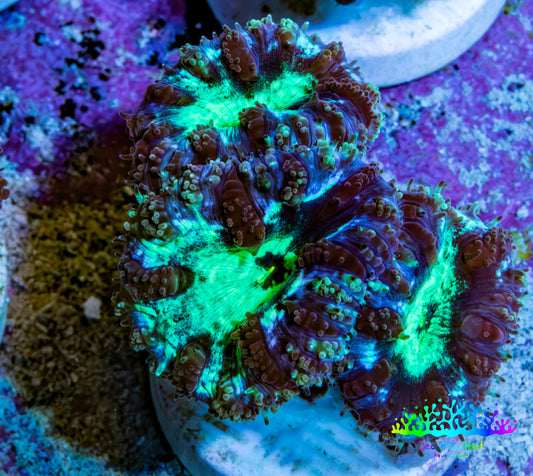 Ultra Green Blue Purple Blastomussa Frag WYSIWYG F4R4B2 Ultra Green Blue Purple Blastomussa Frag WYSIWYG F4R4B2 LPS Ultra Green Blue Purple Blastomussa Frag WYSIWYG F4R4B2 Zeo Box Reef