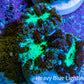 Ultra Green Blue Purple Blastomussa Frag WYSIWYG F4R4B2 Ultra Green Blue Purple Blastomussa Frag WYSIWYG F4R4B2 LPS Ultra Green Blue Purple Blastomussa Frag WYSIWYG F4R4B2 Zeo Box Reef