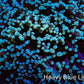 Ultra Green Gold Tip Kingspawn Coral WYSIWYG Ultra Green Gold Tip Kingspawn Coral WYSIWYG LPS Ultra Green Gold Tip Kingspawn Coral WYSIWYG Zeo Box Reef