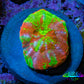 Ultra Green Orange Bleeding Apple Scoly Coral WYSIWYG 2cm Ultra Green Orange Bleeding Apple Scoly Coral WYSIWYG 2cm LPS Ultra Green Orange Bleeding Apple Scoly Coral WYSIWYG 2cm Zeo Box Reef