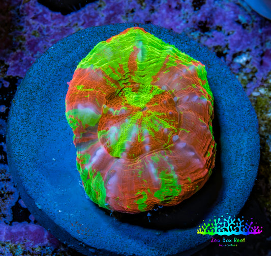 Ultra Green Orange Bleeding Apple Scoly Coral WYSIWYG 2cm Ultra Green Orange Bleeding Apple Scoly Coral WYSIWYG 2cm LPS Ultra Green Orange Bleeding Apple Scoly Coral WYSIWYG 2cm Zeo Box Reef