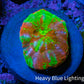 Ultra Green Orange Bleeding Apple Scoly Coral WYSIWYG 2cm Ultra Green Orange Bleeding Apple Scoly Coral WYSIWYG 2cm LPS Ultra Green Orange Bleeding Apple Scoly Coral WYSIWYG 2cm Zeo Box Reef