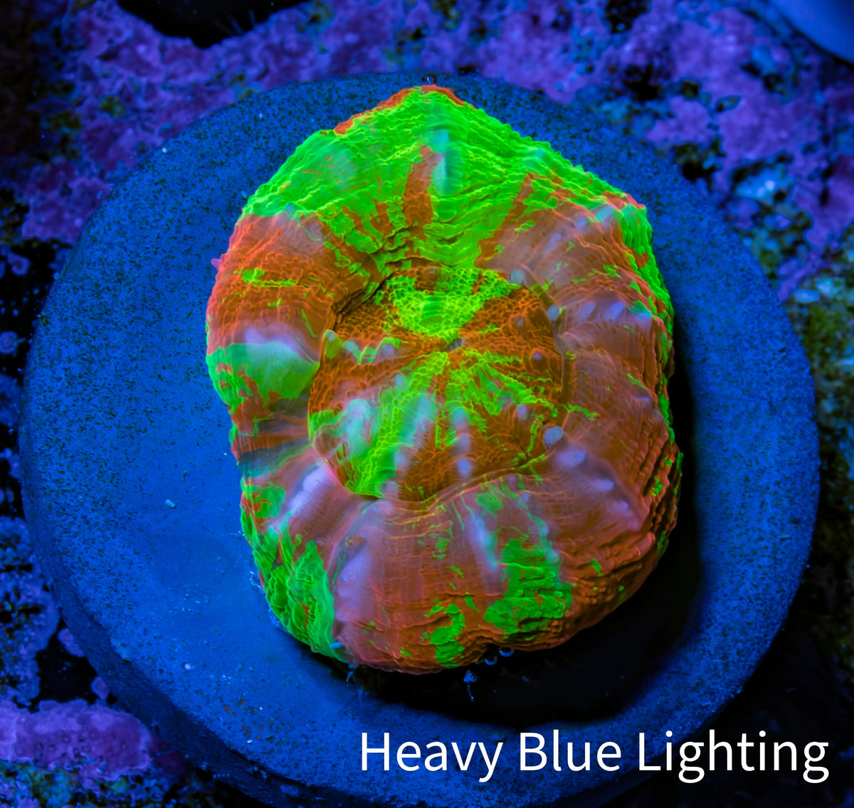 Ultra Green Orange Bleeding Apple Scoly Coral WYSIWYG 2cm Ultra Green Orange Bleeding Apple Scoly Coral WYSIWYG 2cm LPS Ultra Green Orange Bleeding Apple Scoly Coral WYSIWYG 2cm Zeo Box Reef