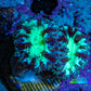 Ultra Green Purple Blastomussa Frag WYSIWYG Ultra Green Purple Blastomussa Frag WYSIWYG LPS Ultra Green Purple Blastomussa Frag WYSIWYG Zeo Box Reef