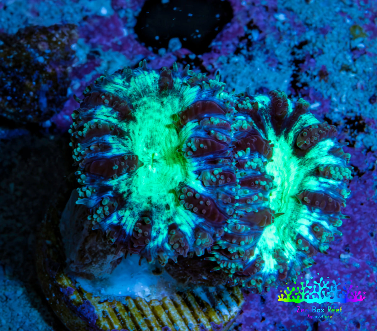 Ultra Green Purple Blastomussa Frag WYSIWYG Ultra Green Purple Blastomussa Frag WYSIWYG LPS Ultra Green Purple Blastomussa Frag WYSIWYG Zeo Box Reef