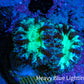 Ultra Green Purple Blastomussa Frag WYSIWYG Ultra Green Purple Blastomussa Frag WYSIWYG LPS Ultra Green Purple Blastomussa Frag WYSIWYG Zeo Box Reef