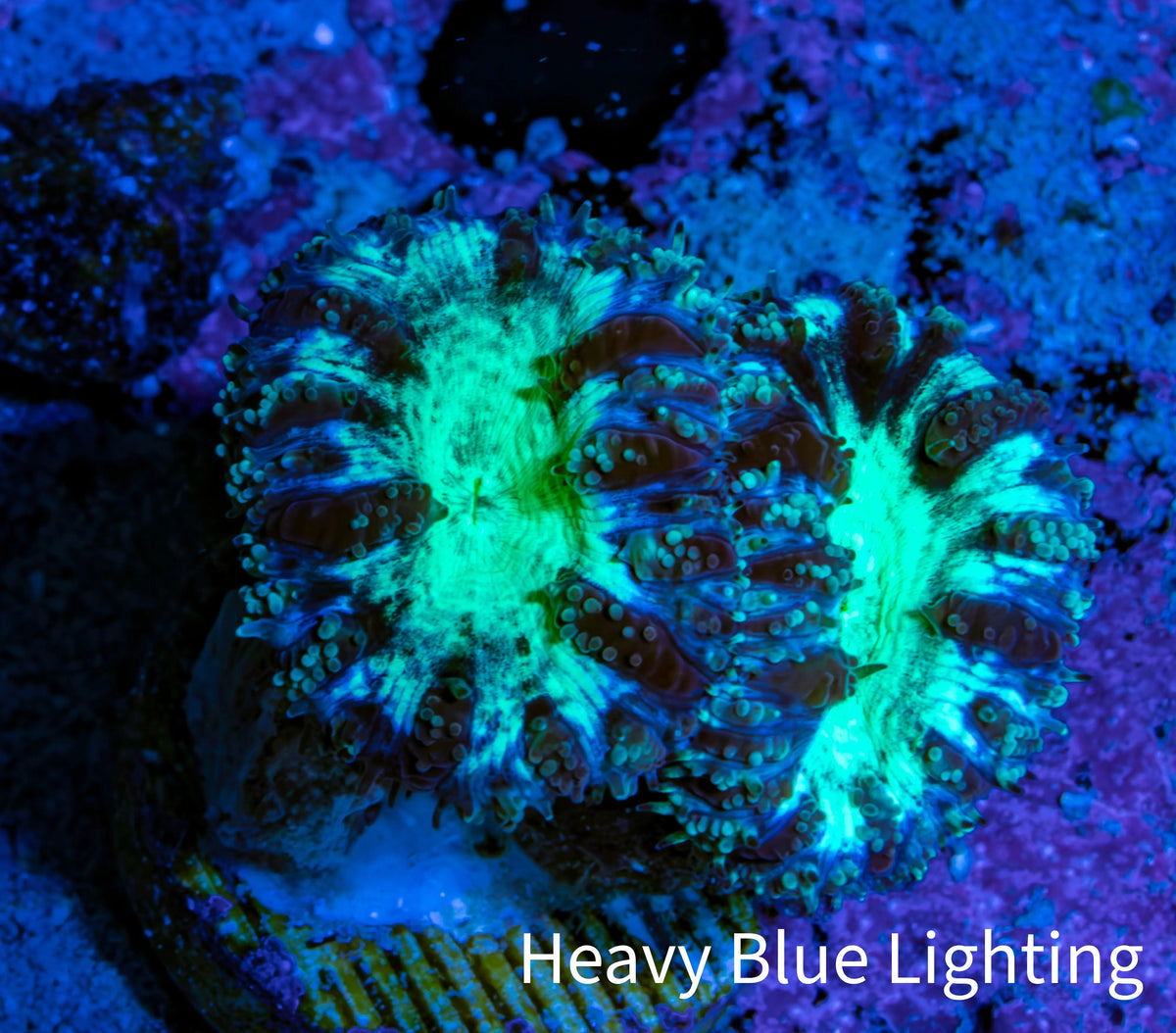 Ultra Green Purple Blastomussa Frag WYSIWYG Ultra Green Purple Blastomussa Frag WYSIWYG LPS Ultra Green Purple Blastomussa Frag WYSIWYG Zeo Box Reef