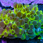 Ultra Green Splatter Bubble Coral WYSIWYG Ultra Green Splatter Bubble Coral WYSIWYG LPS Ultra Green Splatter Bubble Coral WYSIWYG Zeo Box Reef