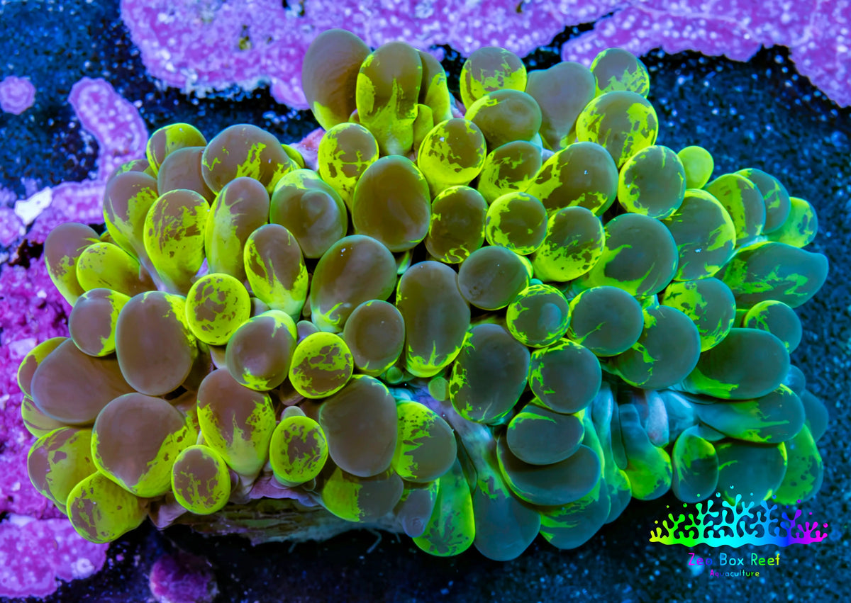Ultra Green Splatter Bubble Coral WYSIWYG Ultra Green Splatter Bubble Coral WYSIWYG LPS Ultra Green Splatter Bubble Coral WYSIWYG Zeo Box Reef