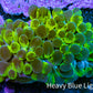 Ultra Green Splatter Bubble Coral WYSIWYG Ultra Green Splatter Bubble Coral WYSIWYG LPS Ultra Green Splatter Bubble Coral WYSIWYG Zeo Box Reef