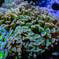 Ultra Green Stem Orange Tip Hammer Coral WYSIWYG 8cm B3R6B1 Ultra Green Stem Orange Tip Hammer Coral WYSIWYG 8cm B3R6B1 Aquarium Decor Ultra Green Stem Orange Tip Hammer Coral WYSIWYG 8cm B3R6B1 Zeo Box Reef