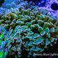 Ultra Green Stem Orange Tip Hammer Coral WYSIWYG 8cm B3R6B1 Ultra Green Stem Orange Tip Hammer Coral WYSIWYG 8cm B3R6B1 Aquarium Decor Ultra Green Stem Orange Tip Hammer Coral WYSIWYG 8cm B3R6B1 Zeo Box Reef