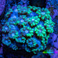 Ultra Green Tip Goni Frag – WYSIWYG Ultra Green Tip Goni Frag – WYSIWYG Animals & Pet Supplies Ultra Green Tip Goni Frag – WYSIWYG Zeo Box Reef