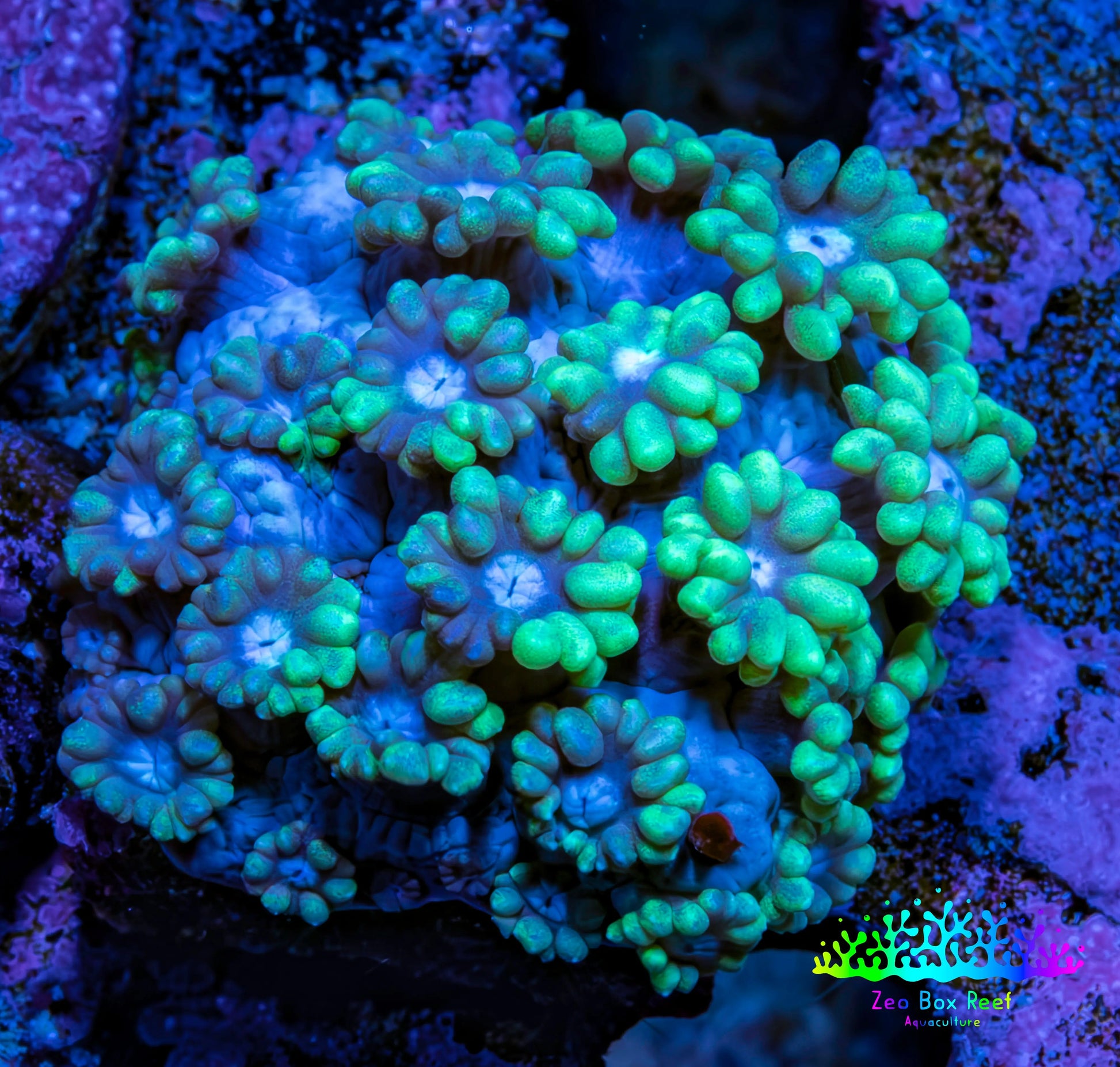 Ultra Green Tip Goni Frag – WYSIWYG Ultra Green Tip Goni Frag – WYSIWYG Animals & Pet Supplies Ultra Green Tip Goni Frag – WYSIWYG Zeo Box Reef