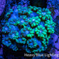 Ultra Green Tip Goni Frag – WYSIWYG Ultra Green Tip Goni Frag – WYSIWYG Animals & Pet Supplies Ultra Green Tip Goni Frag – WYSIWYG Zeo Box Reef