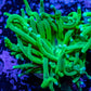 Ultra Green Torch Coral 4cm WYSIWYG Ultra Green Torch Coral 4cm WYSIWYG LPS Ultra Green Torch Coral 4cm WYSIWYG Zeo Box Reef