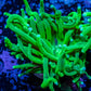 Ultra Green Torch Coral 5cm WYSIWYG Ultra Green Torch Coral 5cm WYSIWYG LPS Ultra Green Torch Coral 5cm WYSIWYG Zeo Box Reef
