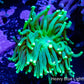 Ultra Green Torch Coral 5cm Ultra Green Torch Coral 5cm LPS Ultra Green Torch Coral 5cm Zeo Box Reef
