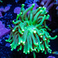 Ultra Green Torch Coral 5cm Ultra Green Torch Coral 5cm LPS Ultra Green Torch Coral 5cm Zeo Box Reef