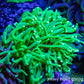 Ultra Green Torch Coral 7cm Ultra Green Torch Coral 7cm LPS Ultra Green Torch Coral 7cm Zeo Box Reef
