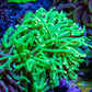 Ultra Green Torch Coral 7cm Ultra Green Torch Coral 7cm LPS Ultra Green Torch Coral 7cm Zeo Box Reef