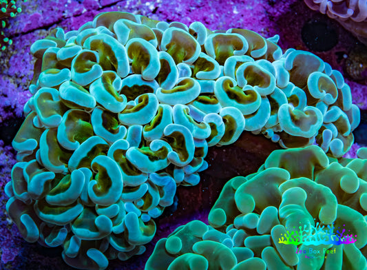 Ultra Green Turquoise Hammer Coral WYSIWYG Ultra Green Turquoise Hammer Coral WYSIWYG Aquarium Decor Ultra Green Turquoise Hammer Coral WYSIWYG Zeo Box Reef