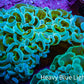 Ultra Green Turquoise Hammer Coral WYSIWYG Ultra Green Turquoise Hammer Coral WYSIWYG Aquarium Decor Ultra Green Turquoise Hammer Coral WYSIWYG Zeo Box Reef