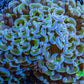 Ultra Green & Blue Tip Hammer Coral, WYSIWYG8cm D`R6B1 Ultra Green & Blue Tip Hammer Coral, WYSIWYG8cm D`R6B1 Aquarium Decor Ultra Green & Blue Tip Hammer Coral, WYSIWYG8cm D`R6B1 Zeo Box Reef