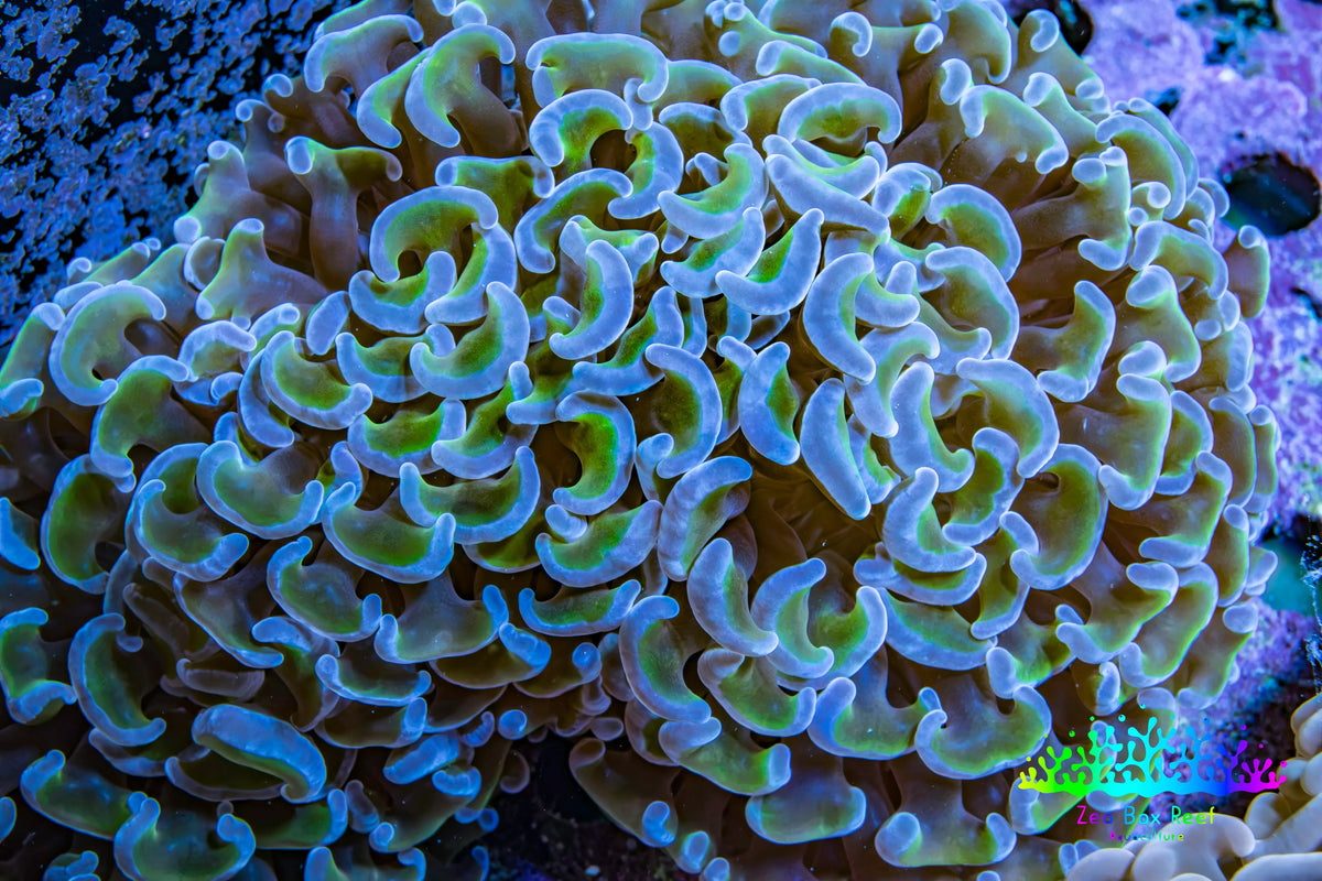 Ultra Green & Blue Tip Hammer Coral, WYSIWYG8cm D`R6B1 Ultra Green & Blue Tip Hammer Coral, WYSIWYG8cm D`R6B1 Aquarium Decor Ultra Green & Blue Tip Hammer Coral, WYSIWYG8cm D`R6B1 Zeo Box Reef