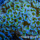 Ultra Green & Blue Tip Hammer Coral, WYSIWYG8cm D`R6B1 Ultra Green & Blue Tip Hammer Coral, WYSIWYG8cm D`R6B1 Aquarium Decor Ultra Green & Blue Tip Hammer Coral, WYSIWYG8cm D`R6B1 Zeo Box Reef