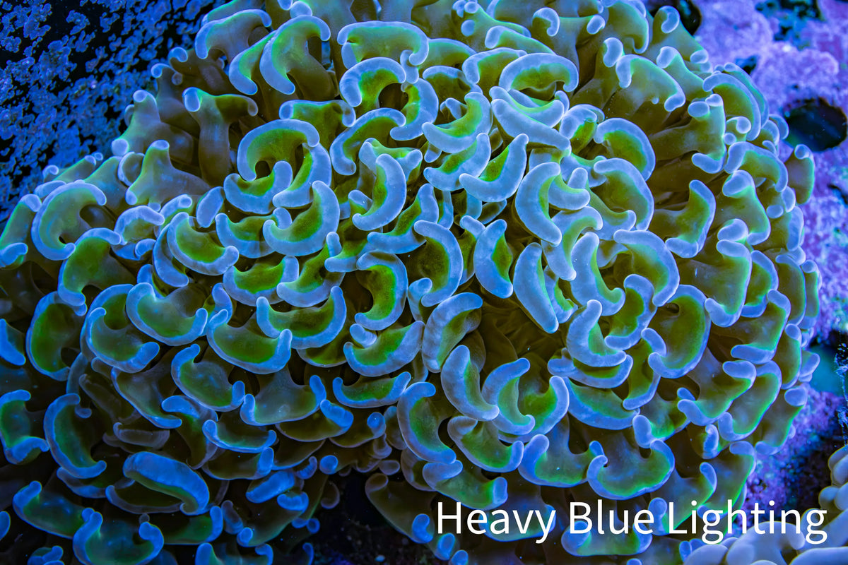 Ultra Green & Blue Tip Hammer Coral, WYSIWYG8cm D`R6B1 Ultra Green & Blue Tip Hammer Coral, WYSIWYG8cm D`R6B1 Aquarium Decor Ultra Green & Blue Tip Hammer Coral, WYSIWYG8cm D`R6B1 Zeo Box Reef