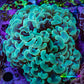 Ultra Green & Gold Hammer Coral – WYSIWYG 9cm A2R6B1 Ultra Green & Gold Hammer Coral – WYSIWYG 9cm A2R6B1 Aquarium Decor Ultra Green & Gold Hammer Coral – WYSIWYG 9cm A2R6B1 Zeo Box Reef