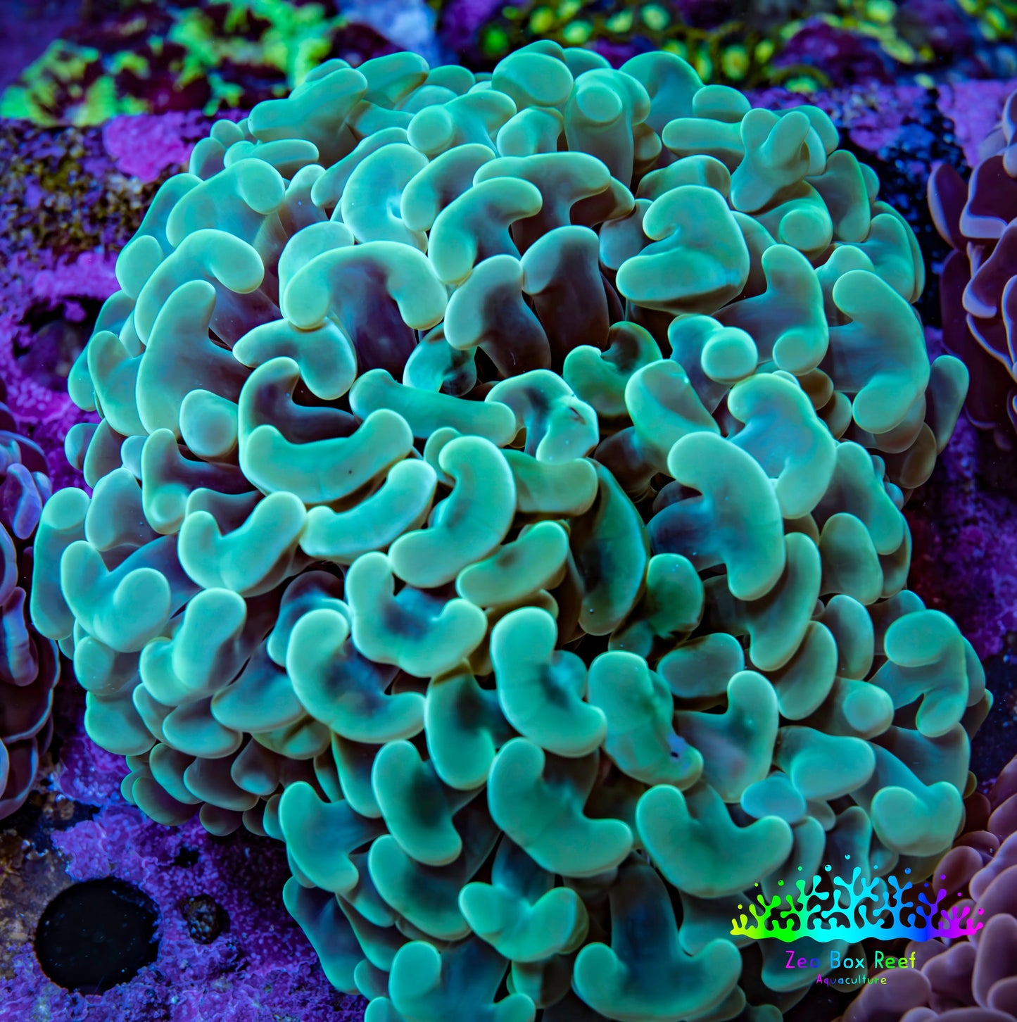 Ultra Green & Gold Hammer Coral – WYSIWYG 9cm A2R6B1 Ultra Green & Gold Hammer Coral – WYSIWYG 9cm A2R6B1 Aquarium Decor Ultra Green & Gold Hammer Coral – WYSIWYG 9cm A2R6B1 Zeo Box Reef