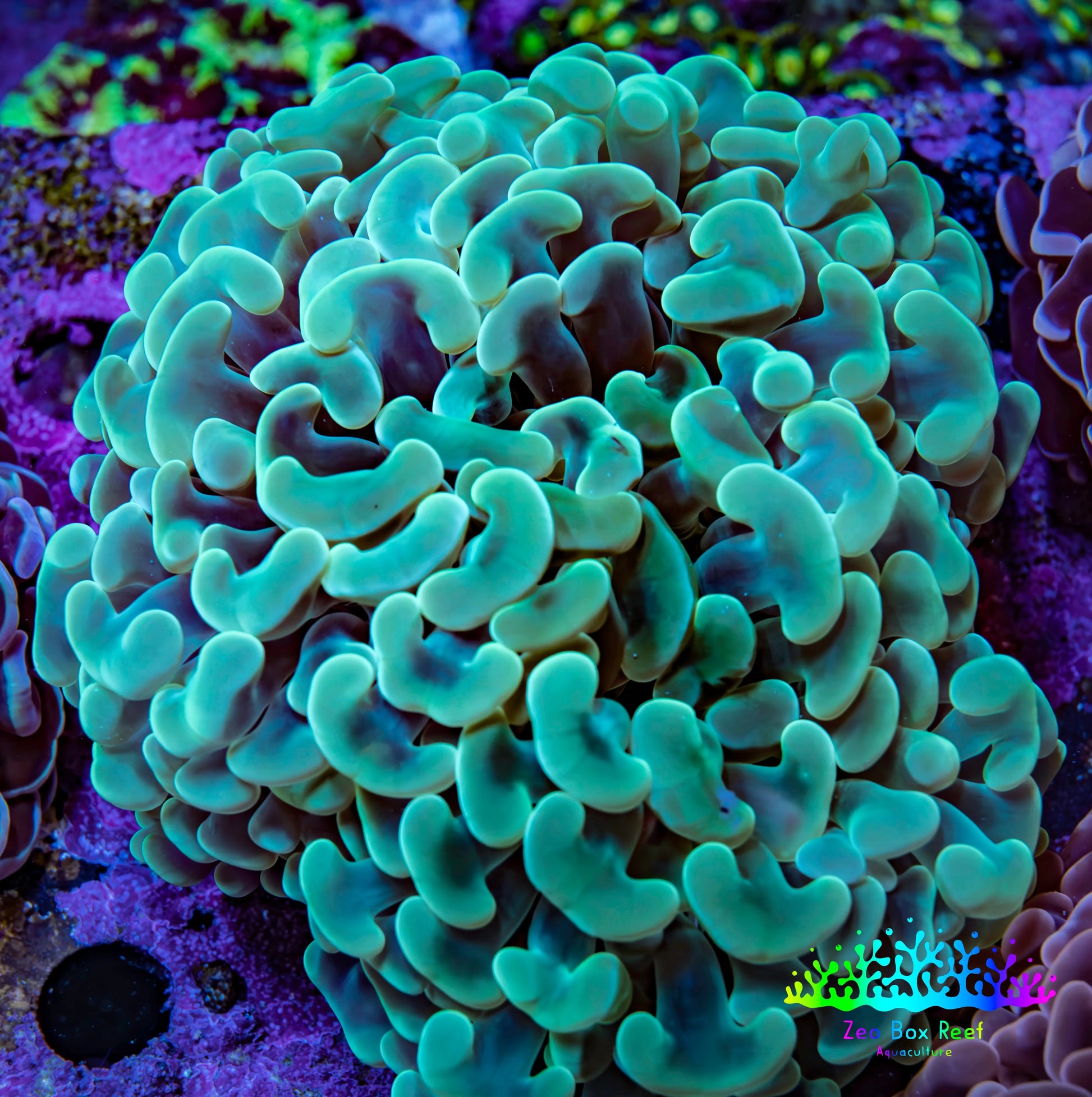 Ultra Green & Gold Hammer Coral – WYSIWYG 9cm A2R6B1 Ultra Green & Gold Hammer Coral – WYSIWYG 9cm A2R6B1 Aquarium Decor Ultra Green & Gold Hammer Coral – WYSIWYG 9cm A2R6B1 Zeo Box Reef