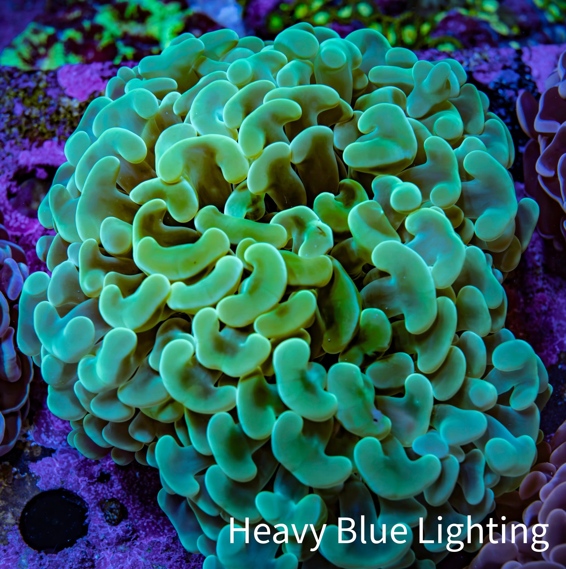 Ultra Green & Gold Hammer Coral – WYSIWYG 9cm A2R6B1 Ultra Green & Gold Hammer Coral – WYSIWYG 9cm A2R6B1 Aquarium Decor Ultra Green & Gold Hammer Coral – WYSIWYG 9cm A2R6B1 Zeo Box Reef