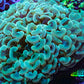 Ultra Green & Gold Hammer Coral – WYSIWYG 9cm A2R6B1 Ultra Green & Gold Hammer Coral – WYSIWYG 9cm A2R6B1 Aquarium Decor Ultra Green & Gold Hammer Coral – WYSIWYG 9cm A2R6B1 Zeo Box Reef