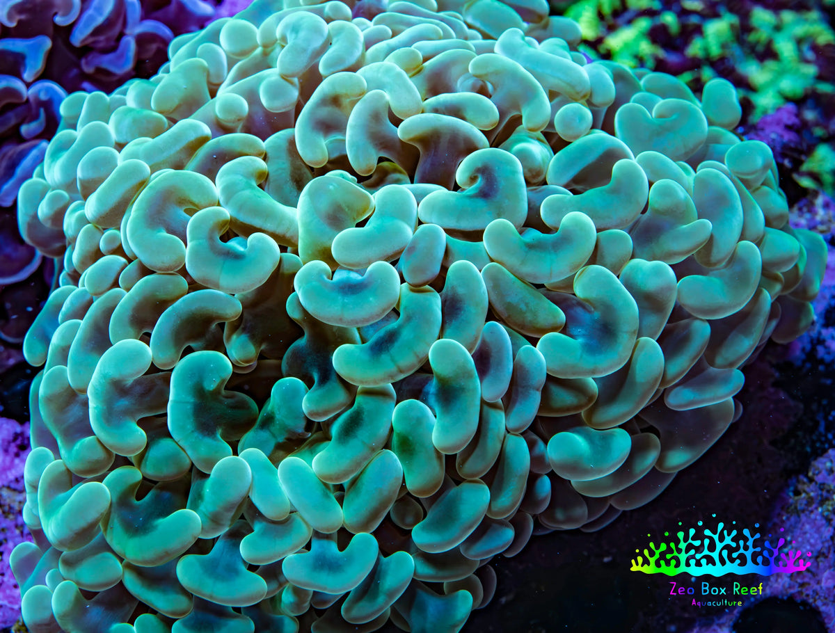 Ultra Green & Gold Hammer Coral – WYSIWYG 9cm A2R6B1 Ultra Green & Gold Hammer Coral – WYSIWYG 9cm A2R6B1 Aquarium Decor Ultra Green & Gold Hammer Coral – WYSIWYG 9cm A2R6B1 Zeo Box Reef