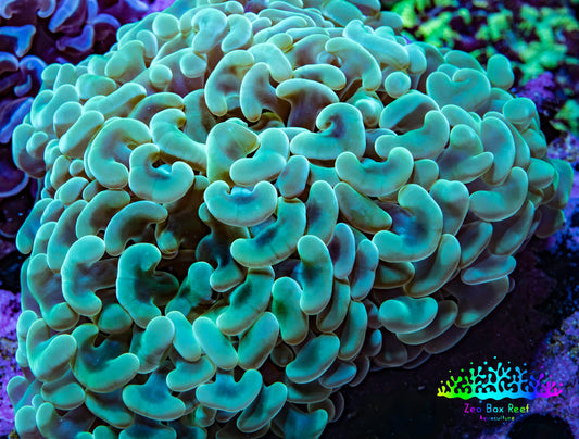 Ultra Green & Gold Hammer Coral – WYSIWYG 9cm A2R6B1 Ultra Green & Gold Hammer Coral – WYSIWYG 9cm A2R6B1 Aquarium Decor Ultra Green & Gold Hammer Coral – WYSIWYG 9cm A2R6B1 Zeo Box Reef